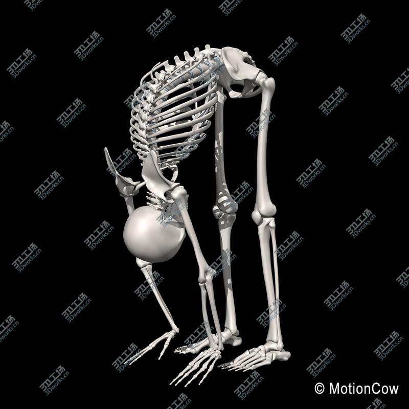 images/goods_img/20210113/Human Skeleton  Rigged/5.jpg